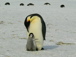 Emperor Penguin chick and parent